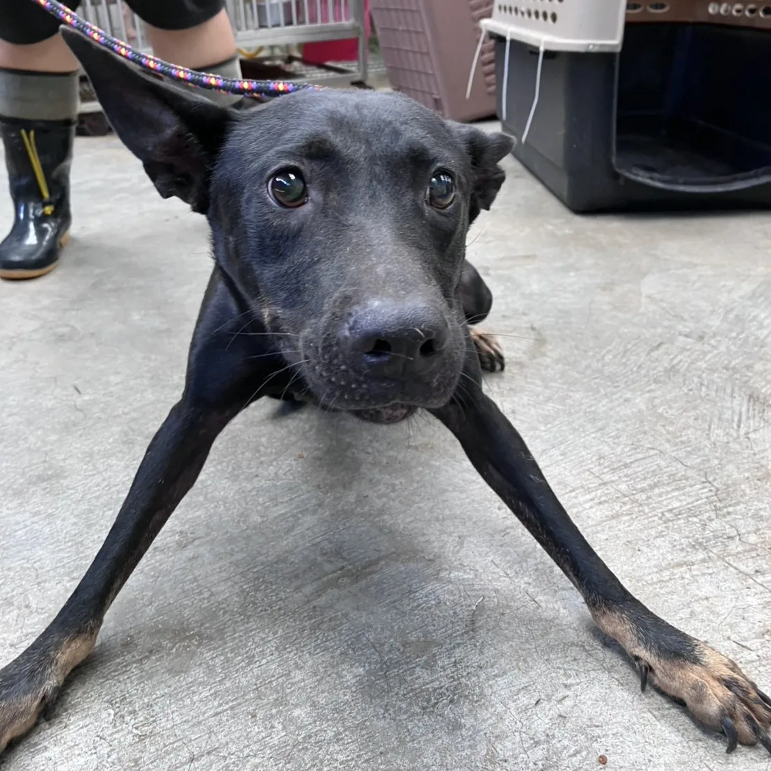 混種犬