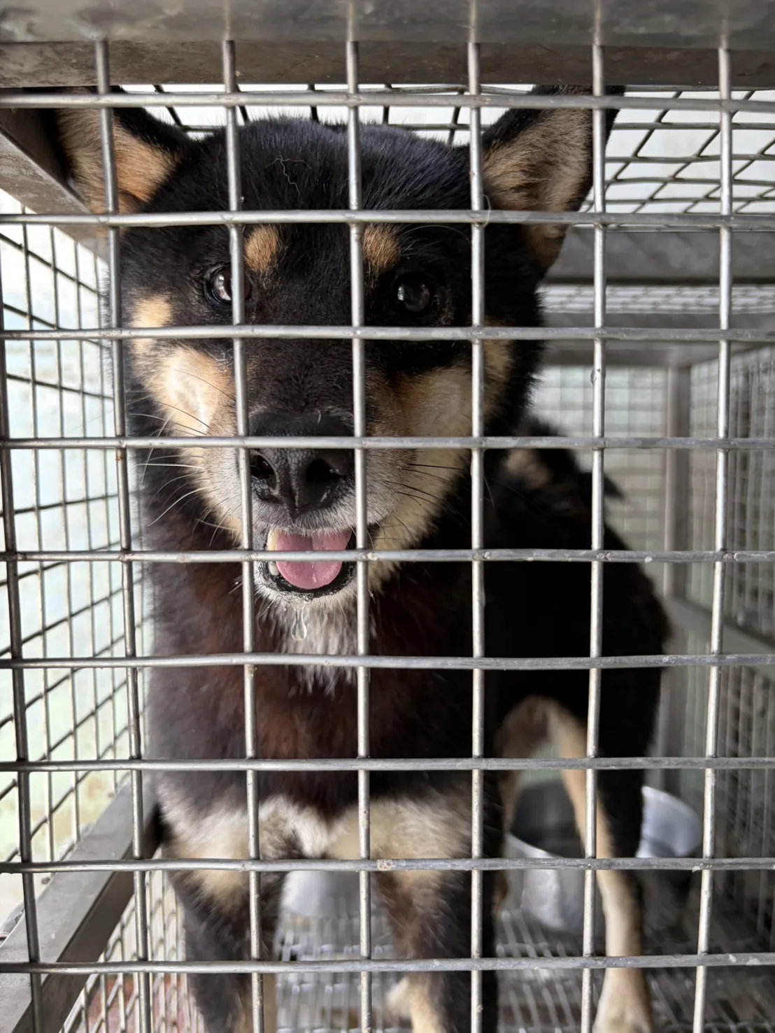 柴犬