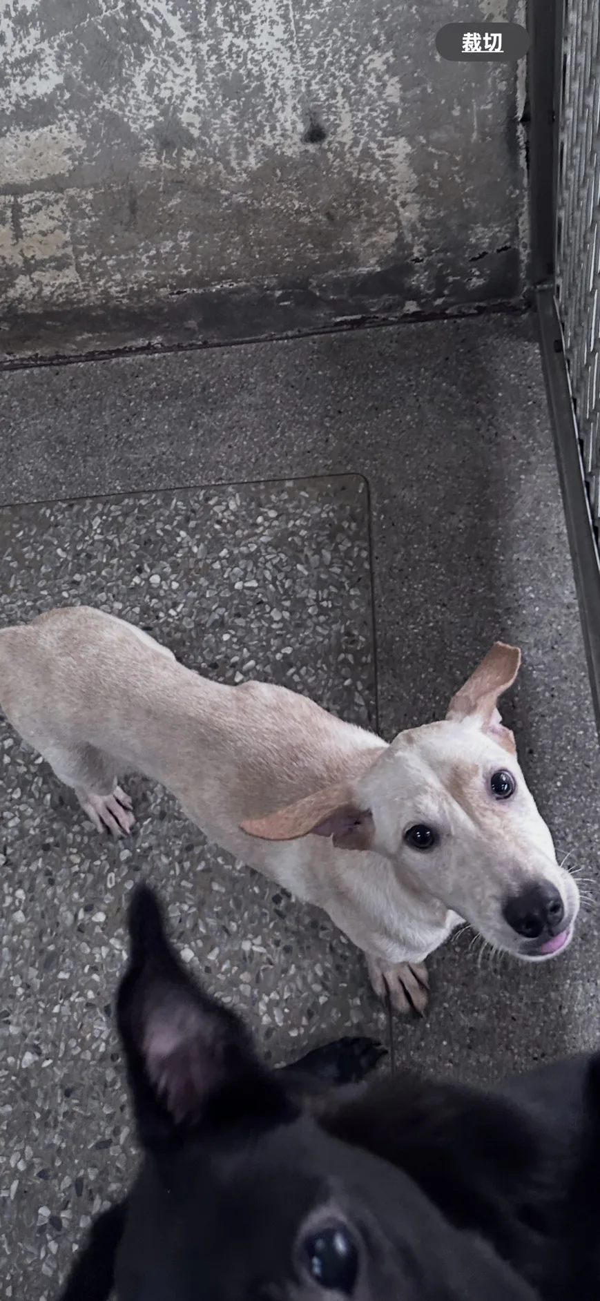 混種犬