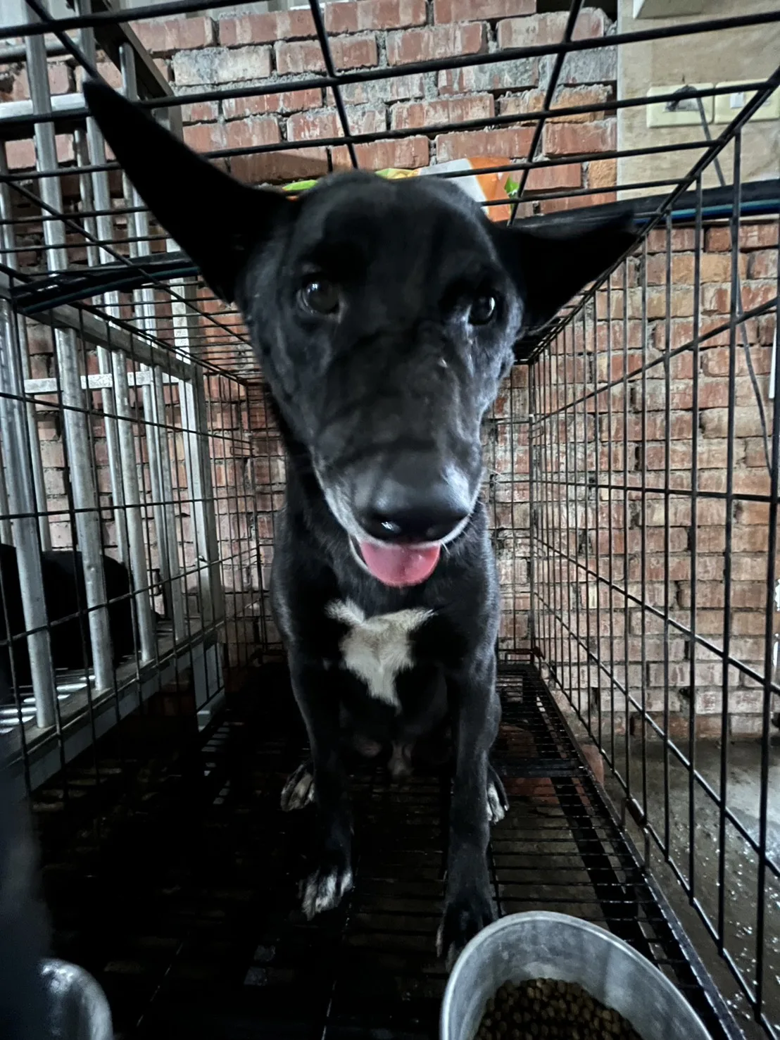 混種犬
