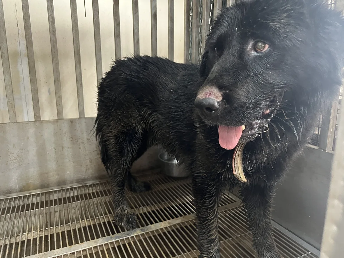 西藏獒犬
