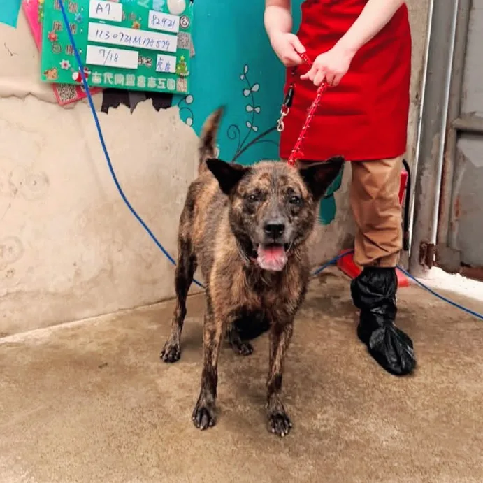 混種犬