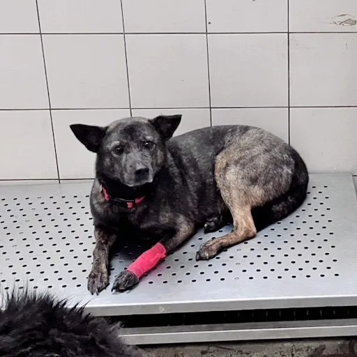 混種犬