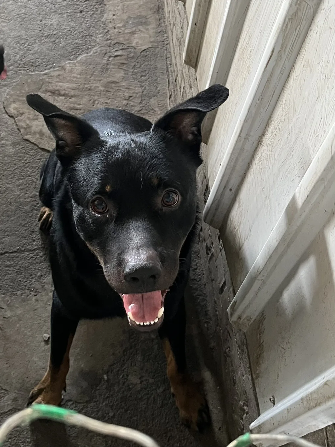 混種犬