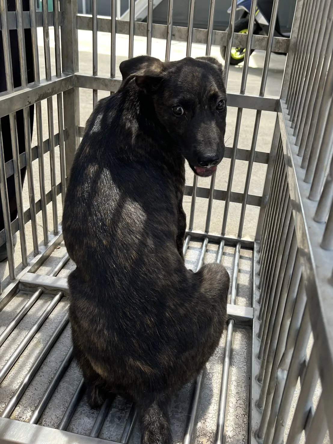 混種犬