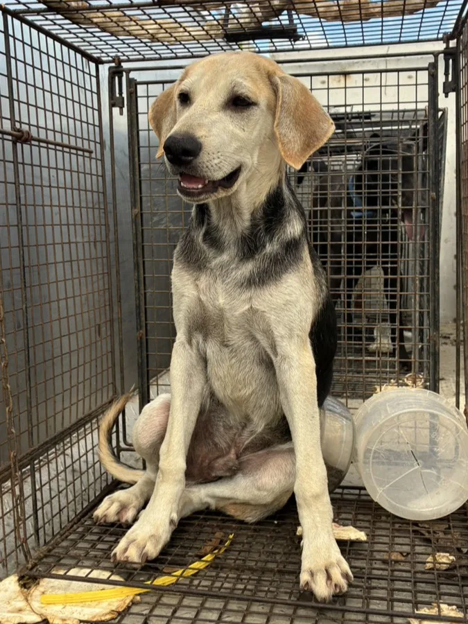 混種犬