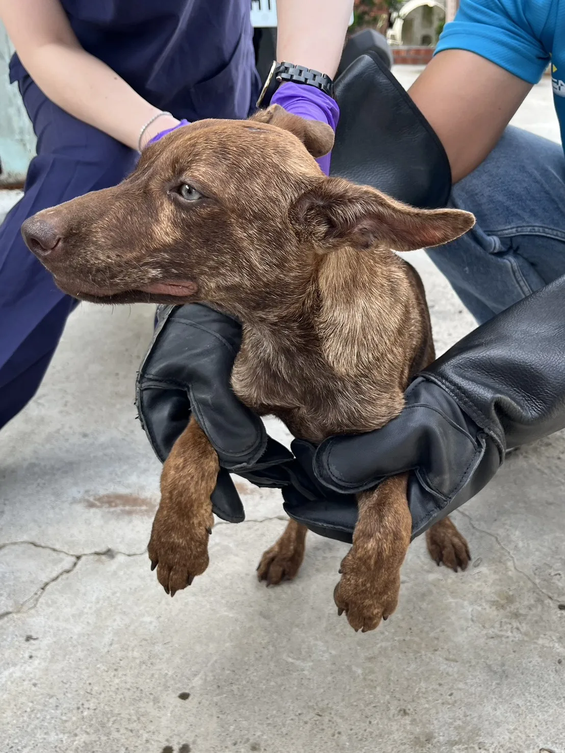 混種犬