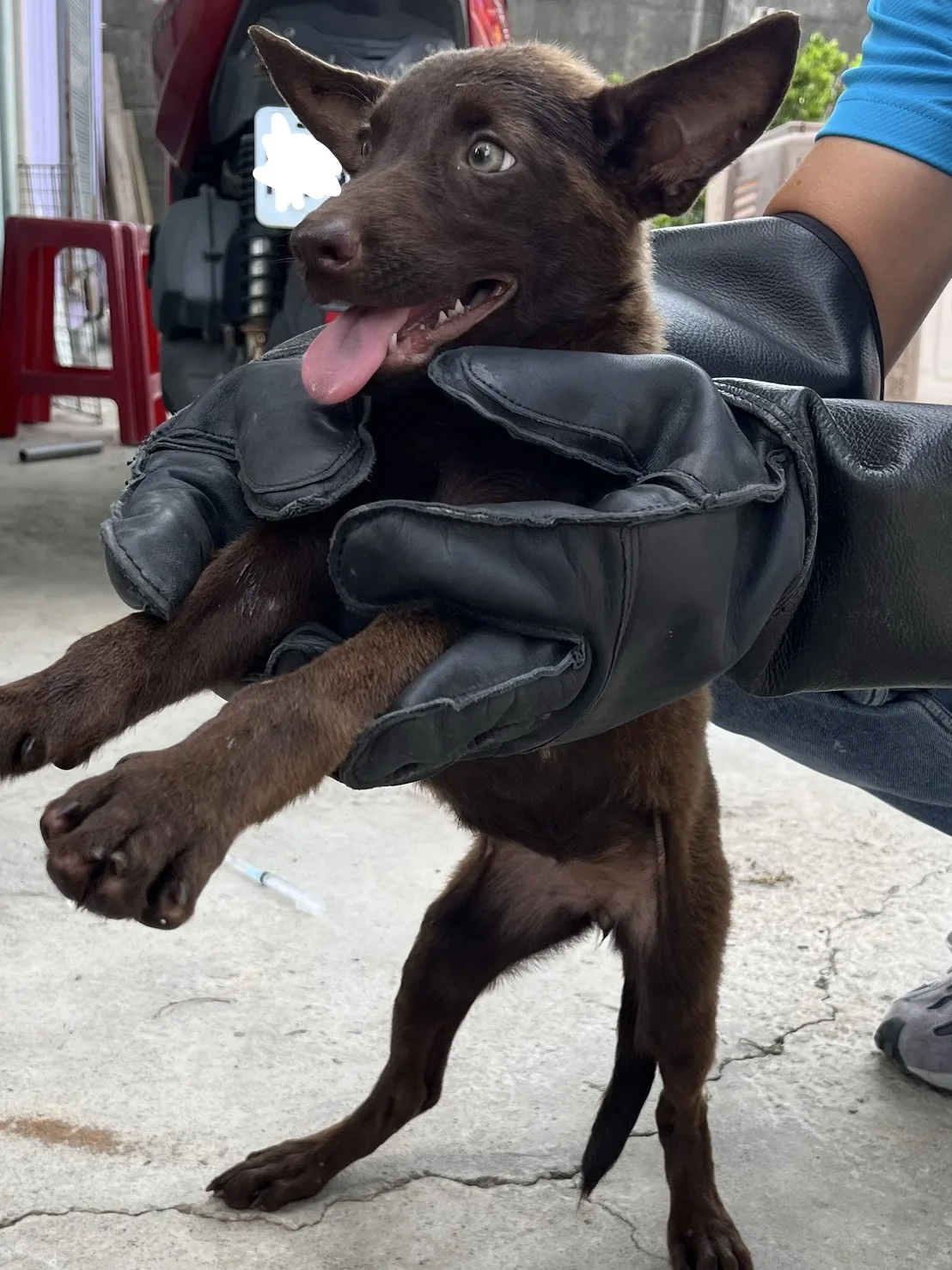 混種犬