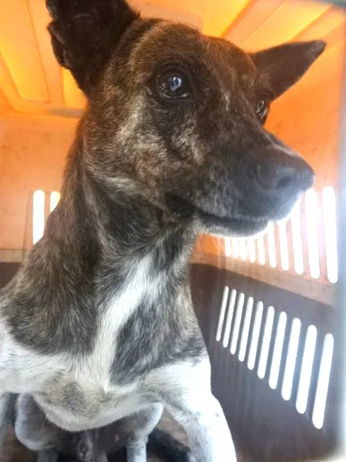 混種犬