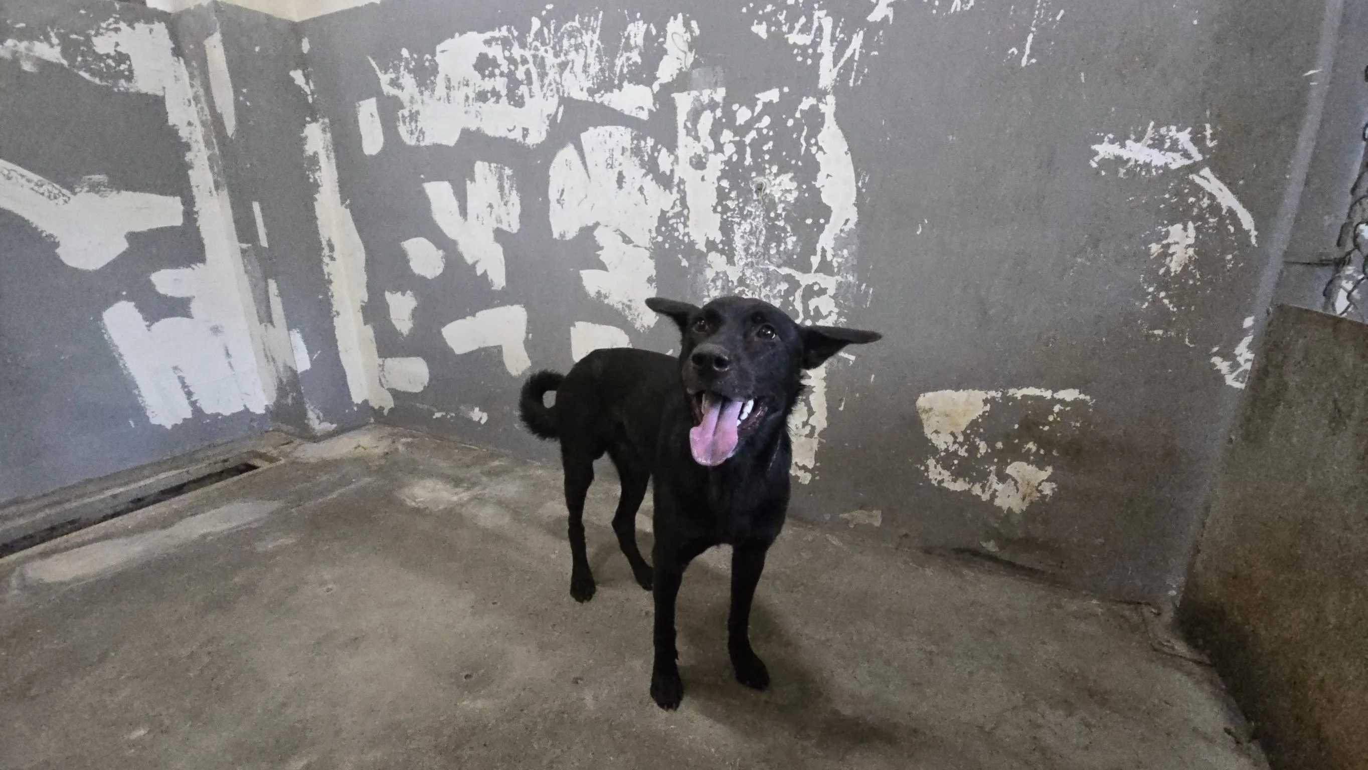 混種犬