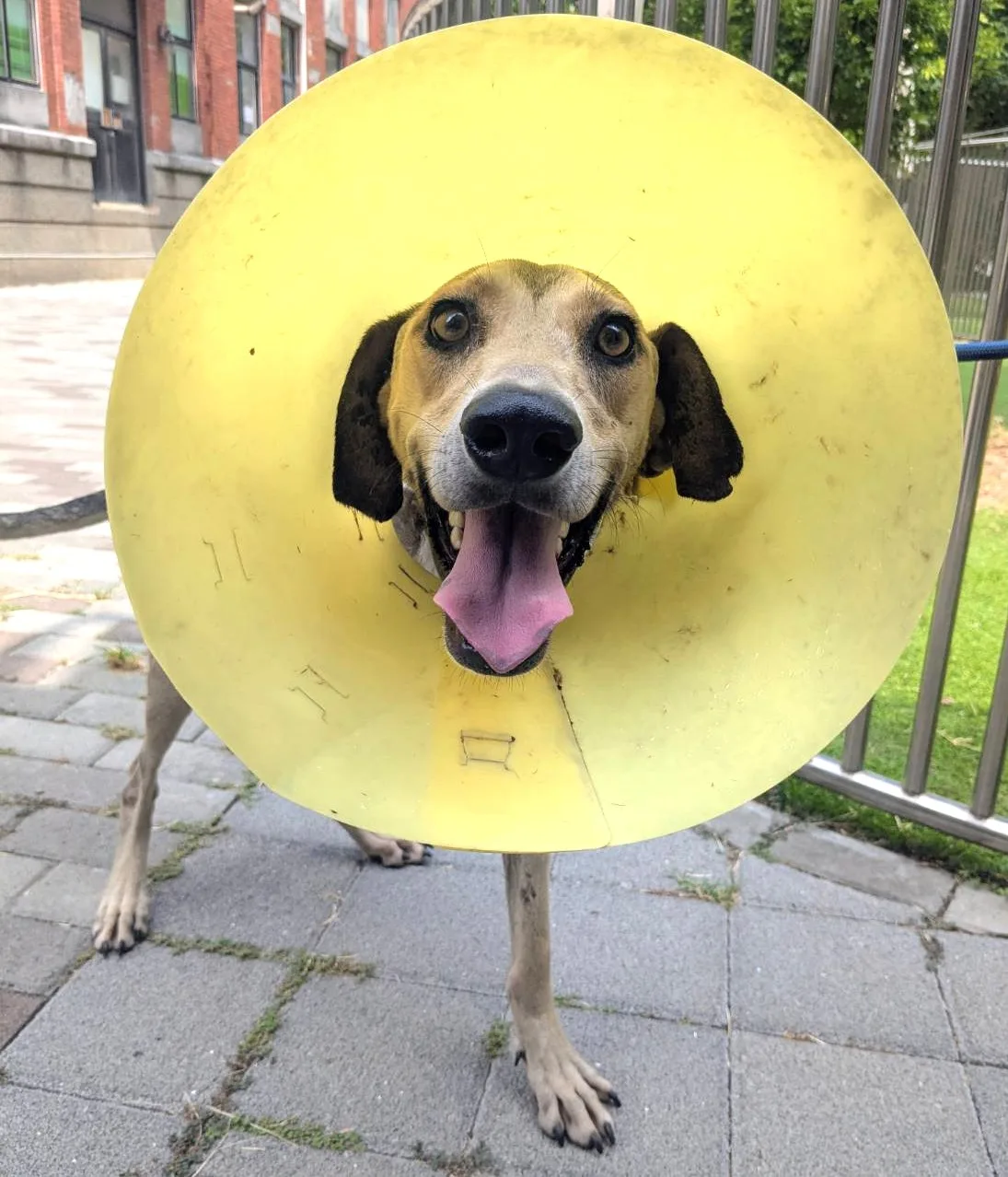 混種犬