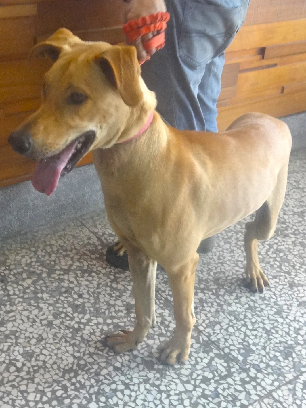 混種犬