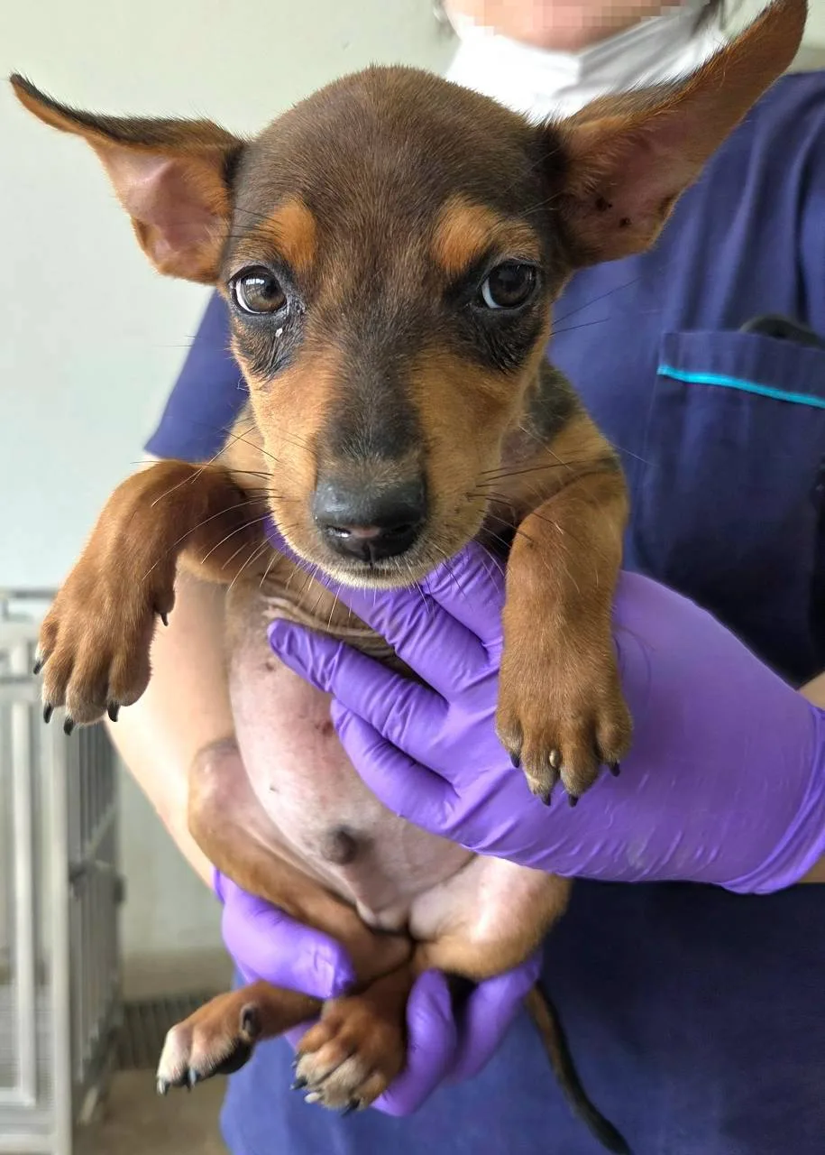 混種犬