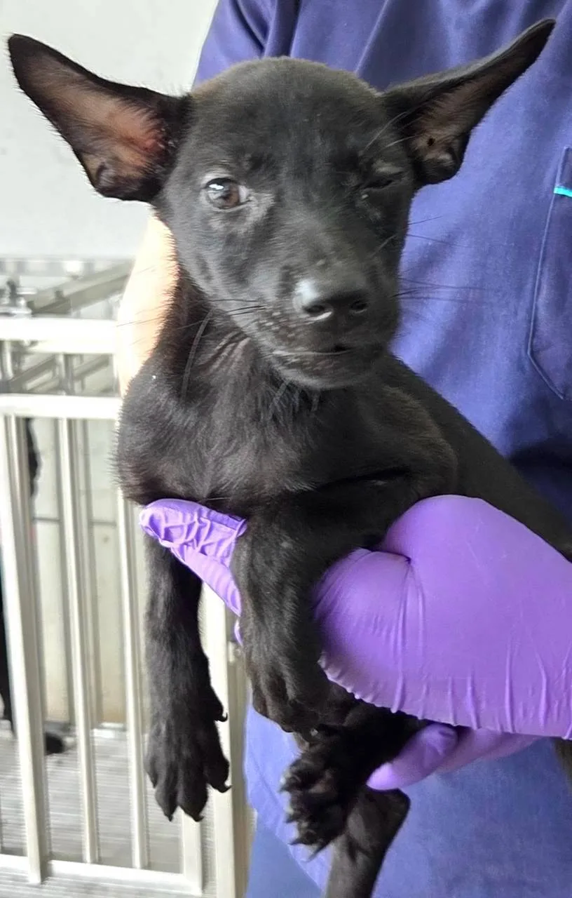 混種犬