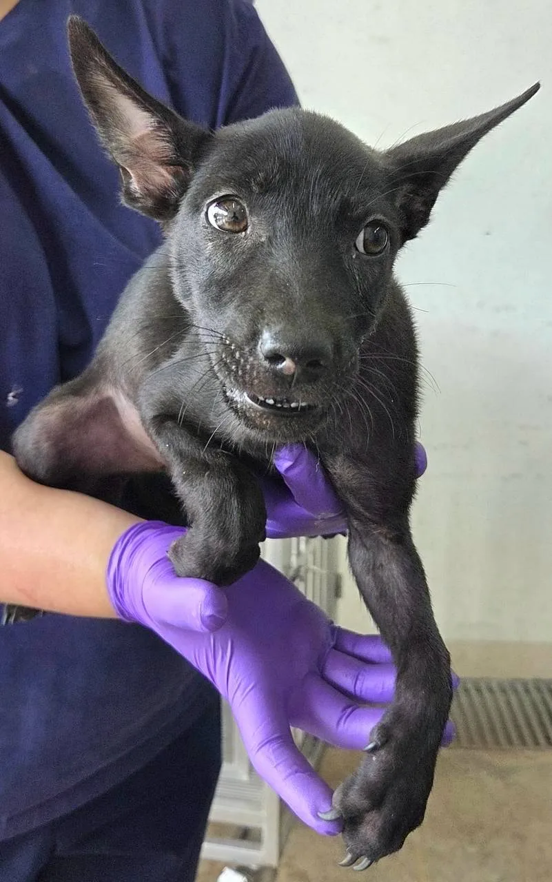混種犬