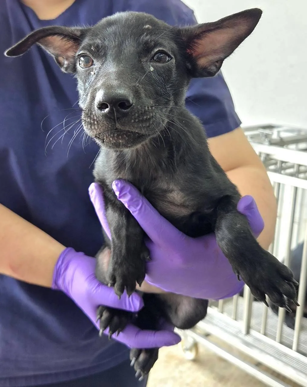 混種犬