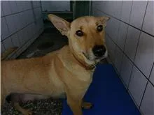 混種犬