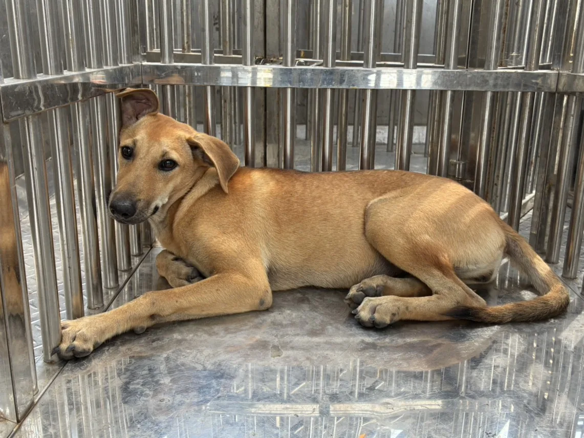 混種犬