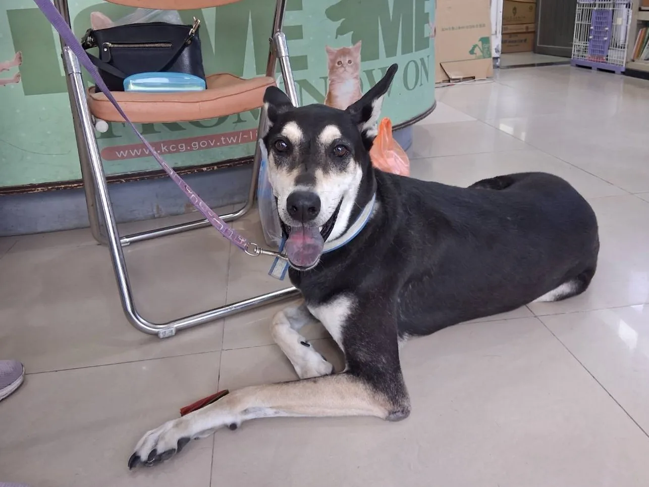 混種犬