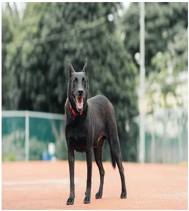混種犬