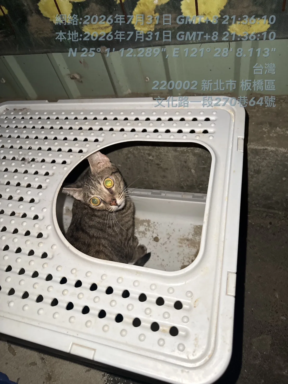混種貓