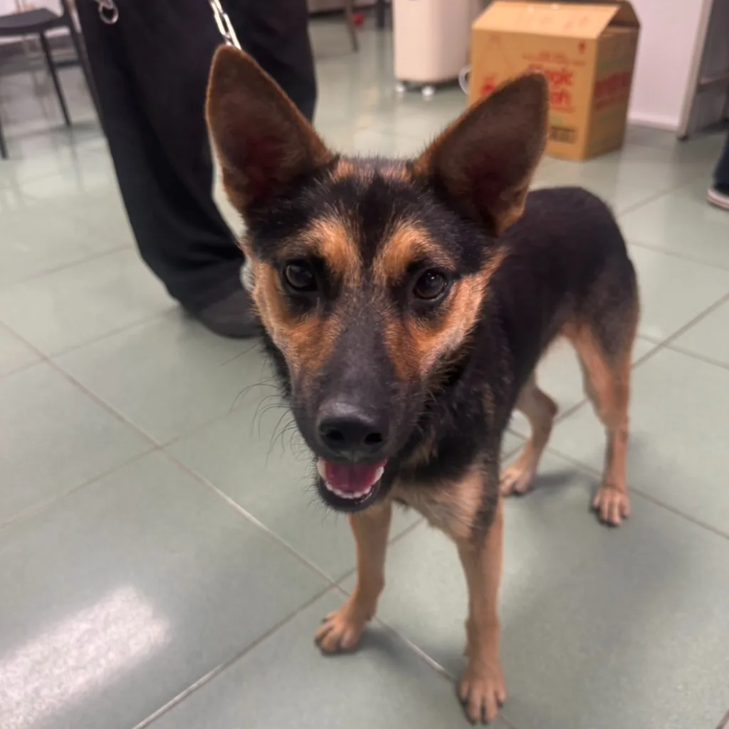 混種犬