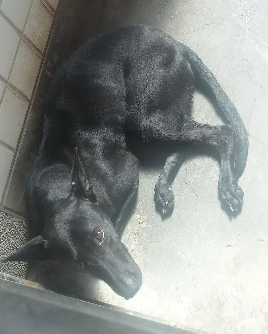混種犬