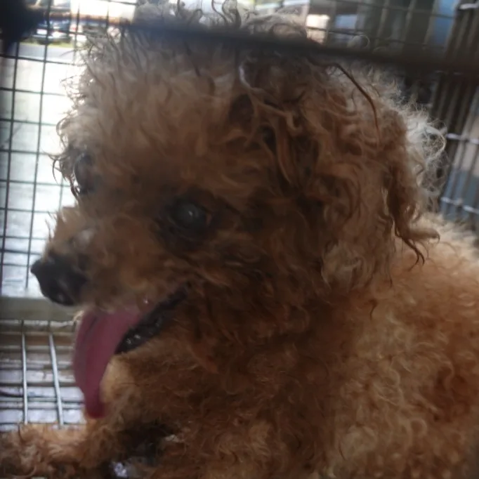 貴賓犬
