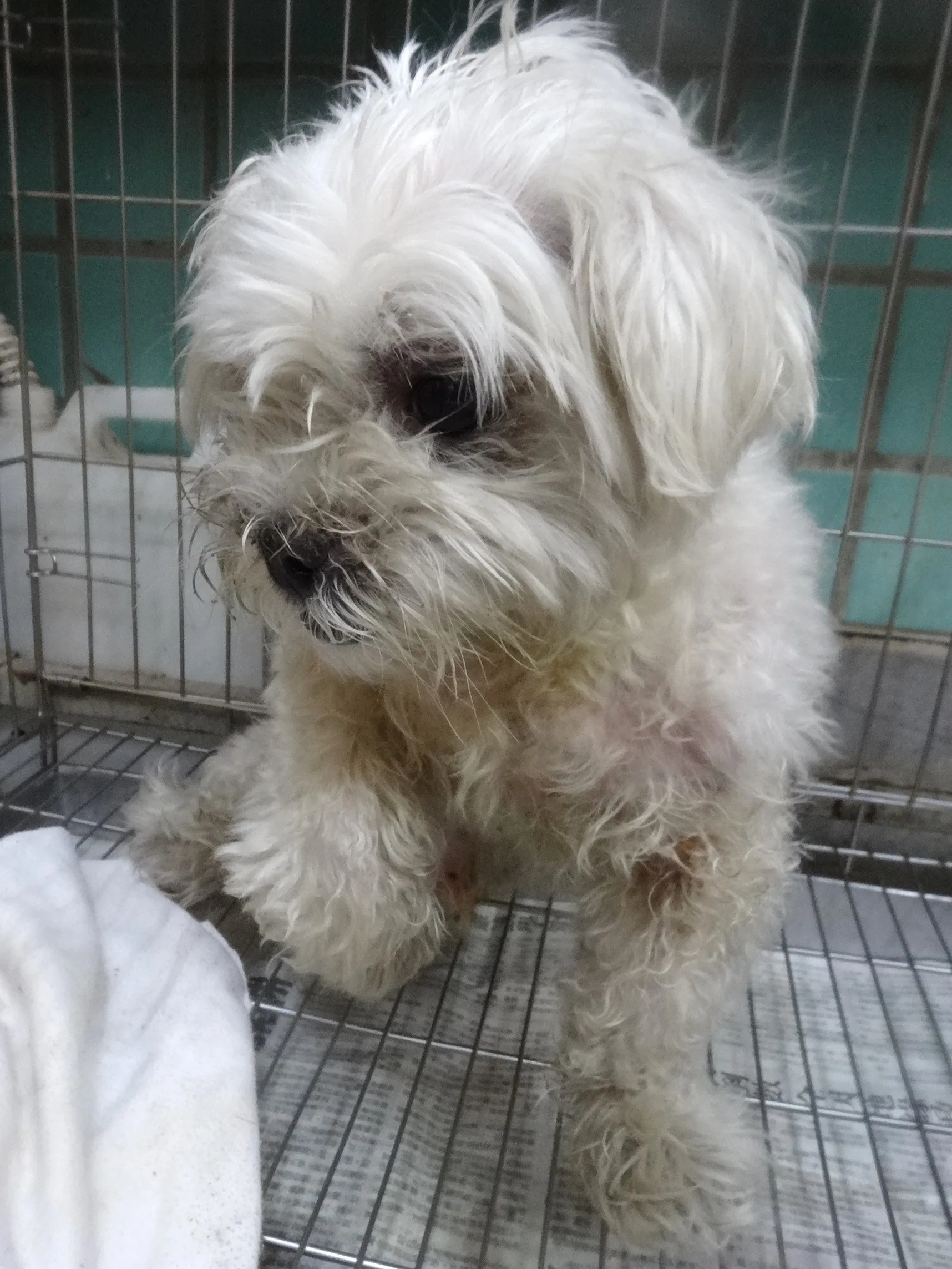 瑪爾濟斯犬