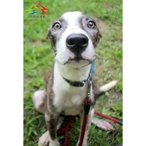 混種犬
