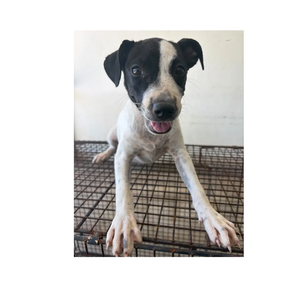 混種犬