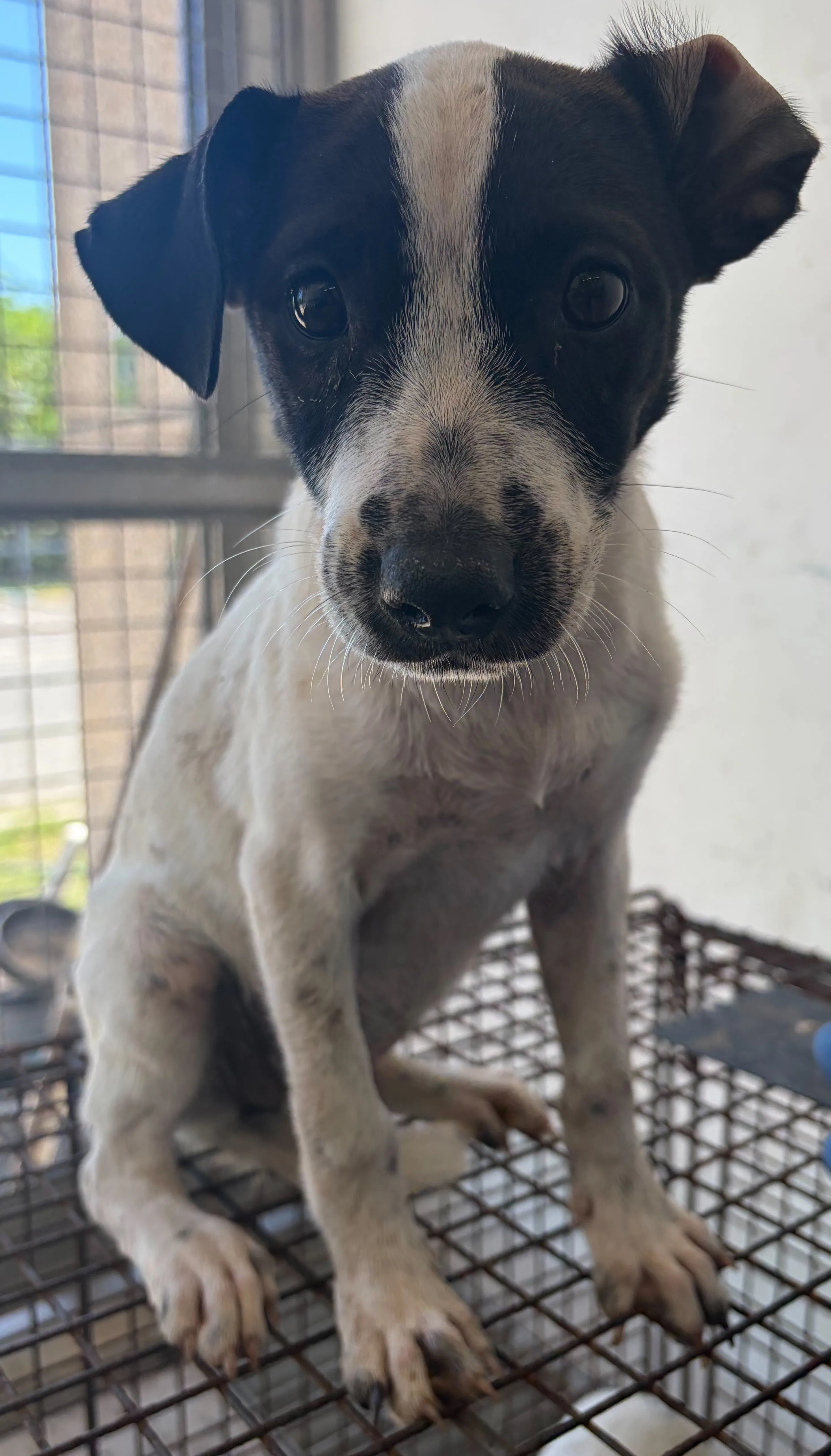 混種犬
