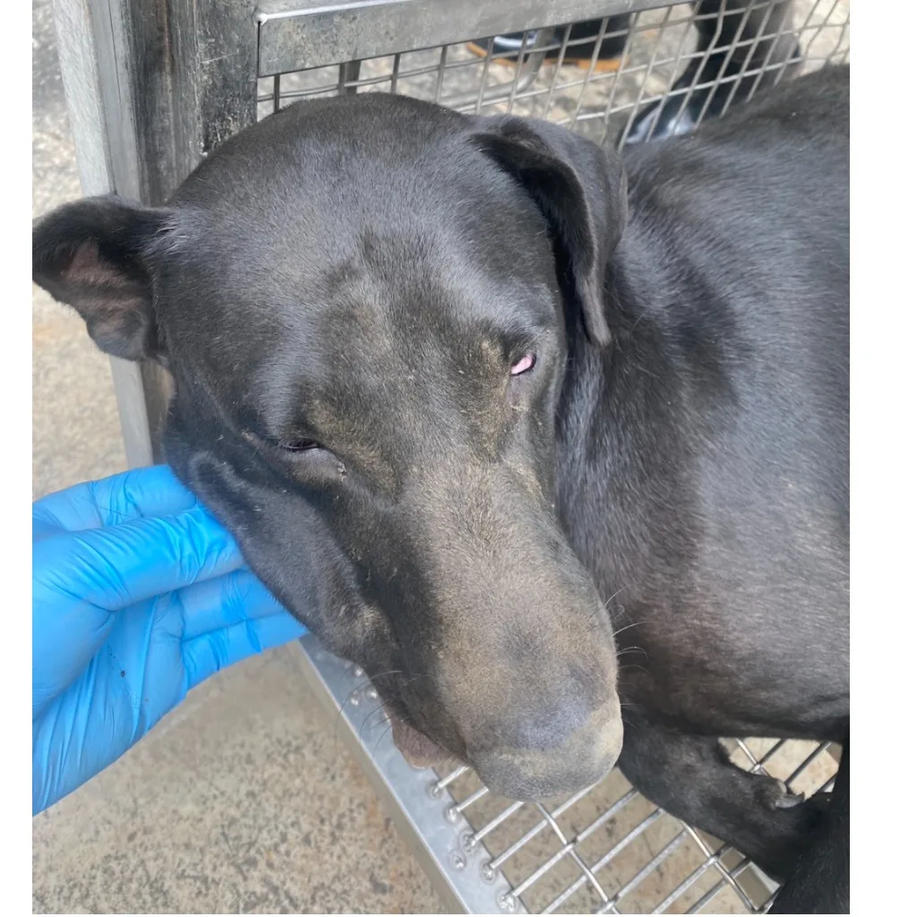 混種犬