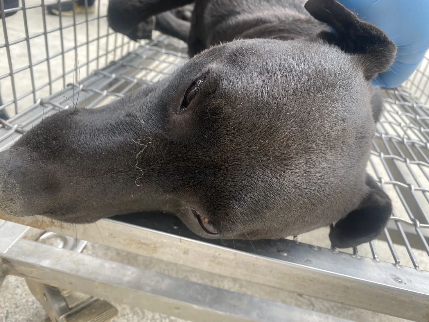 混種犬
