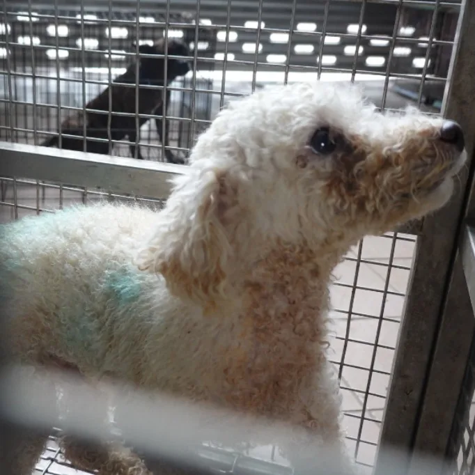 比熊犬