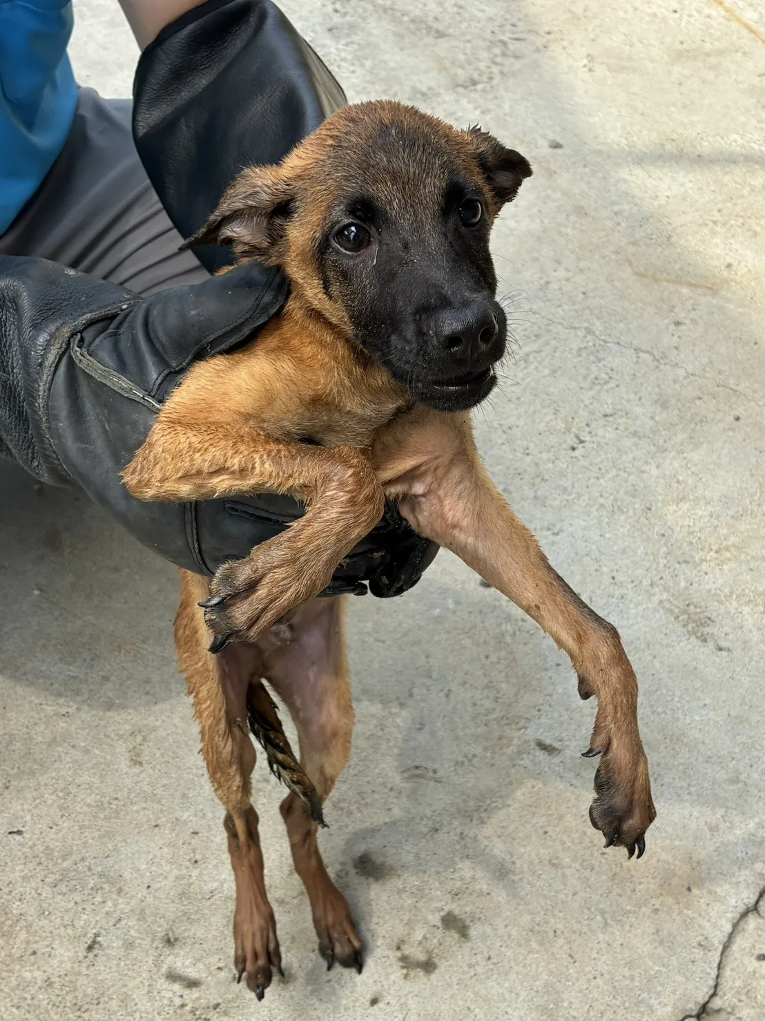 混種犬