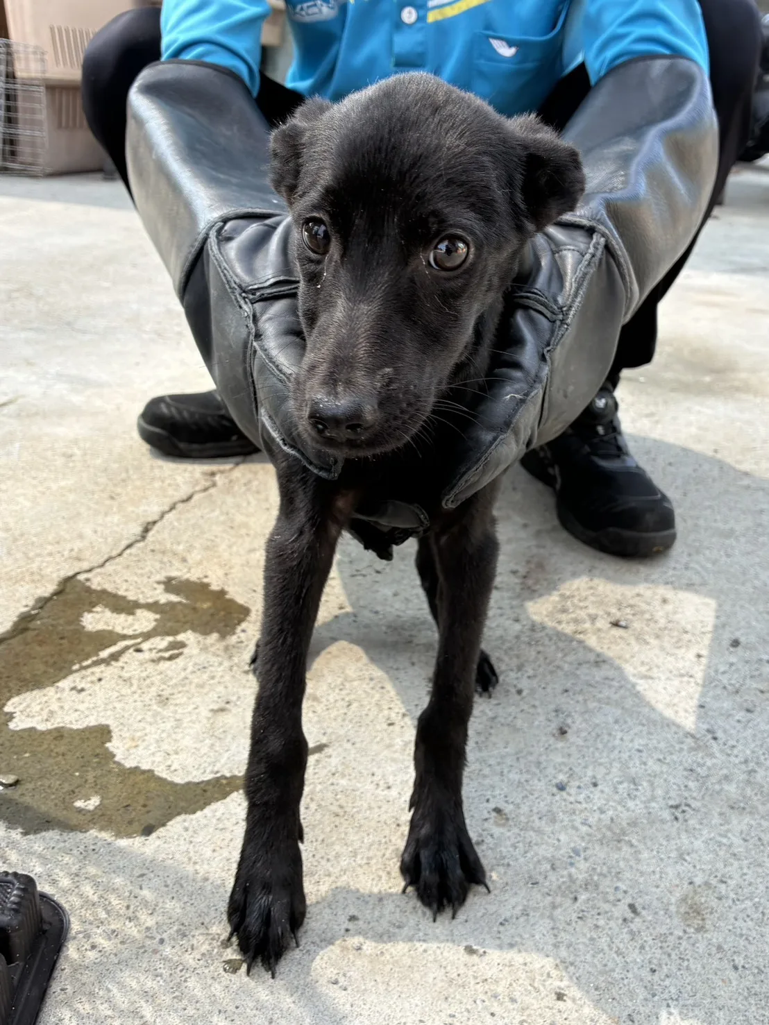 混種犬
