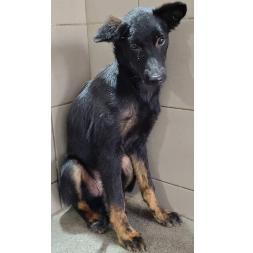 混種犬