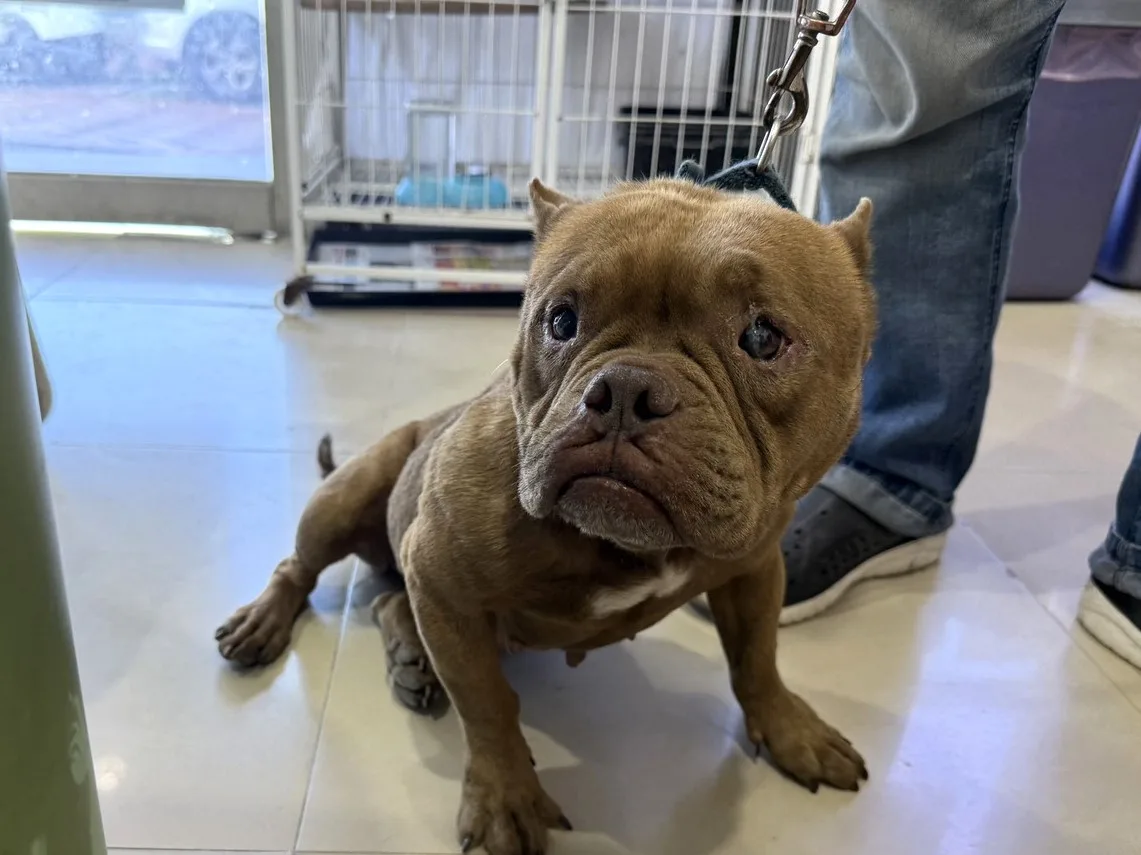美國惡霸犬