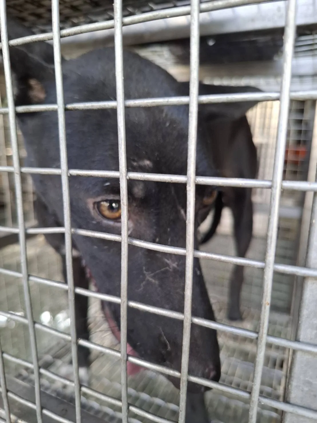 混種犬