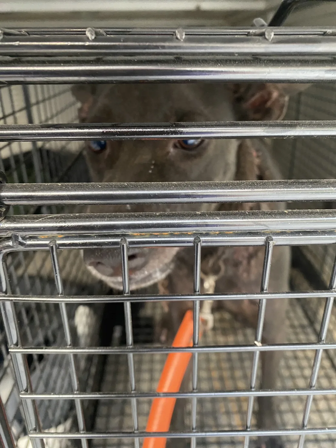 混種犬