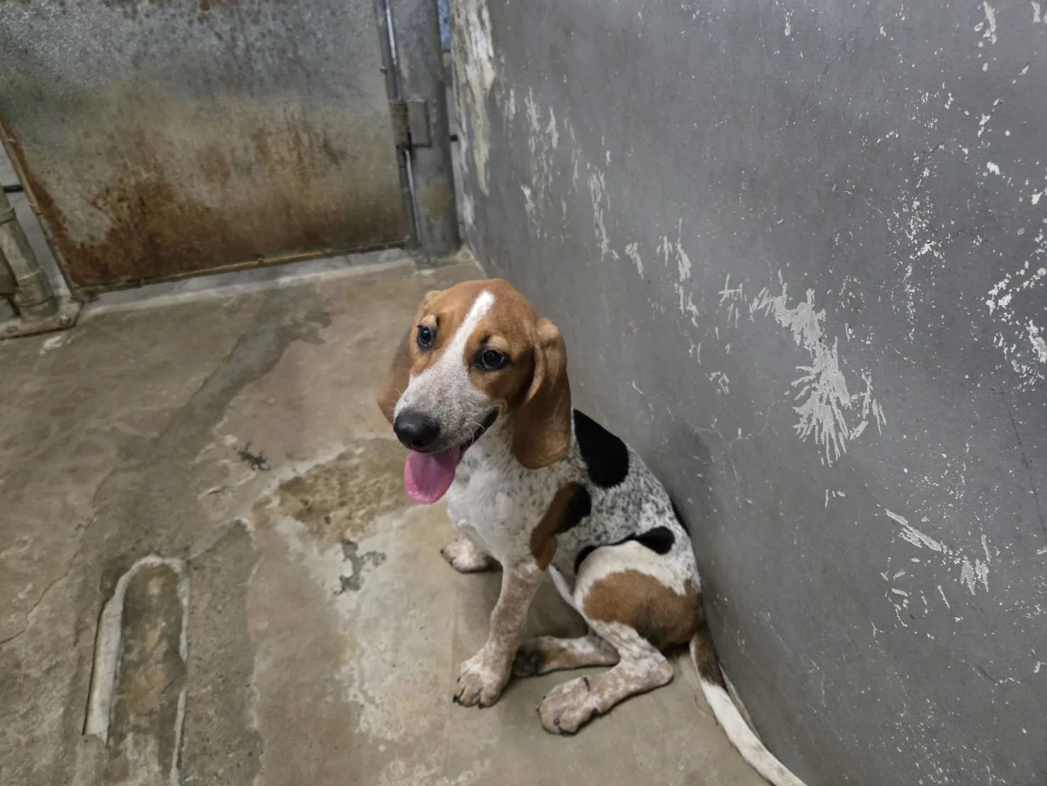 米格魯犬