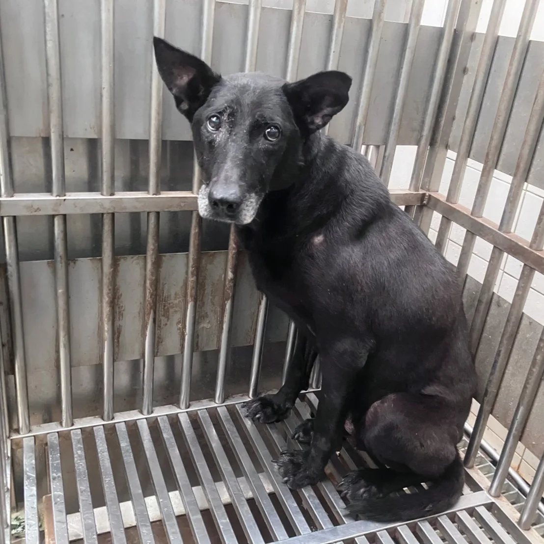 混種犬