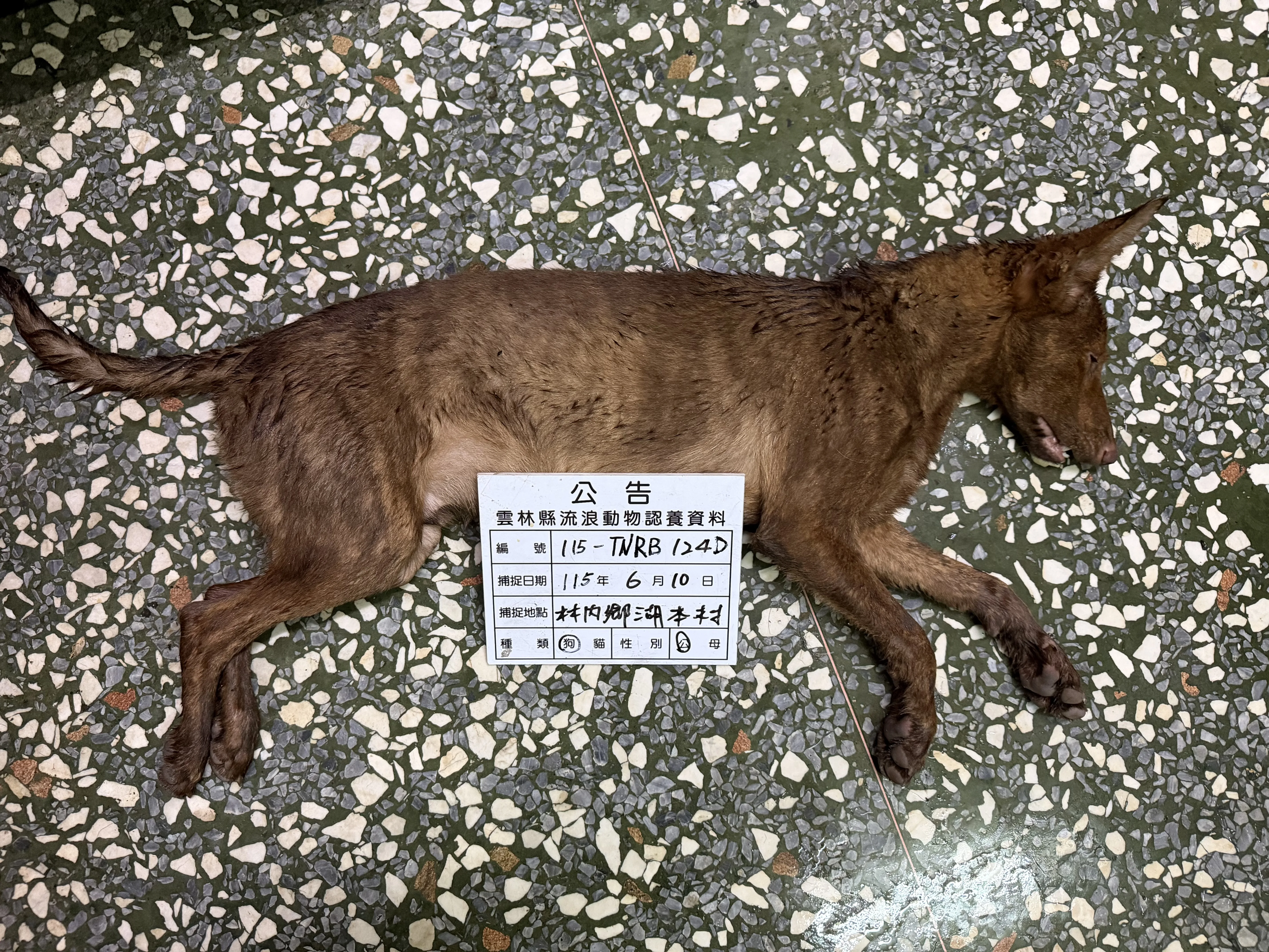 混種犬