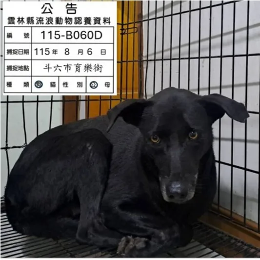 混種犬