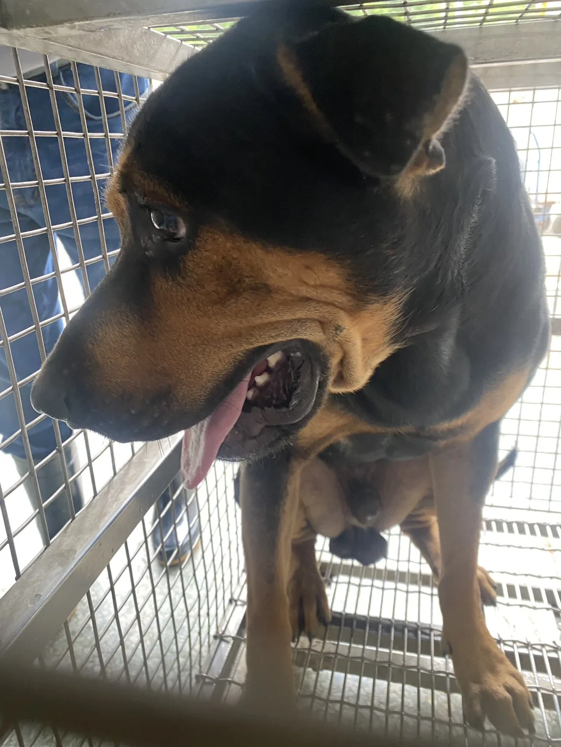 混種犬