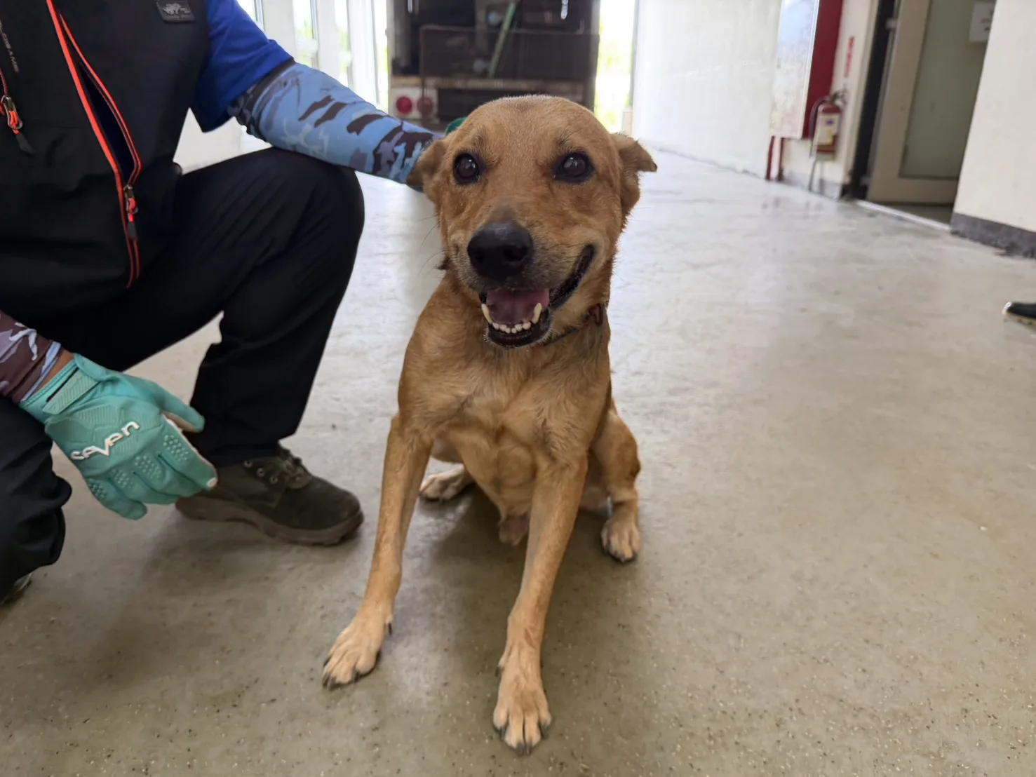 混種犬