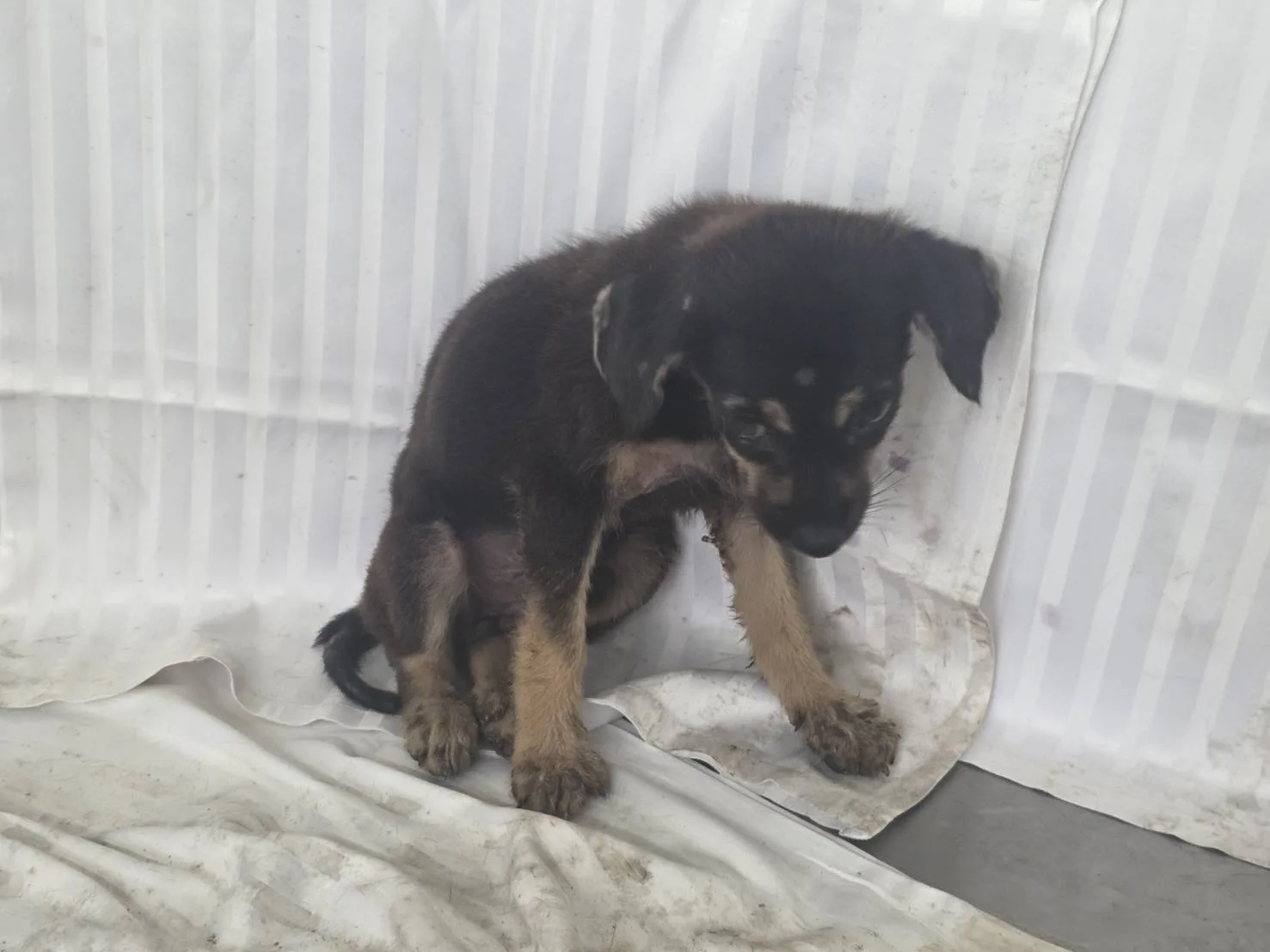 混種犬
