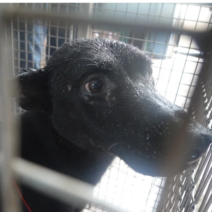 混種犬