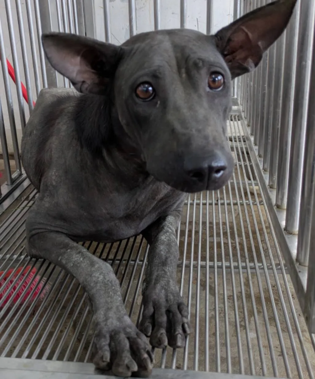 混種犬
